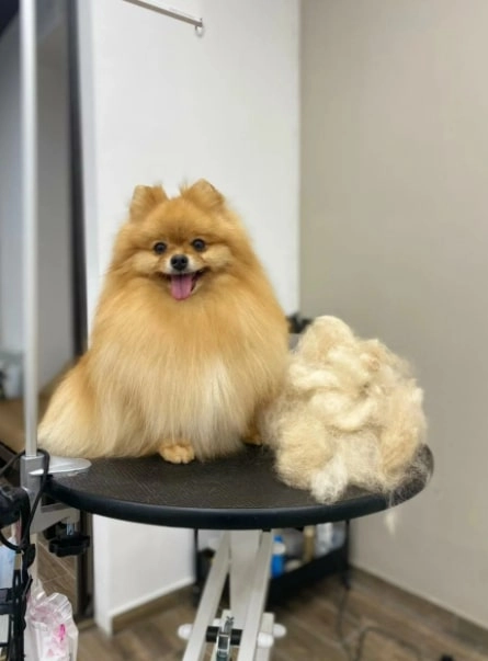 Груминг центр UrbanDog