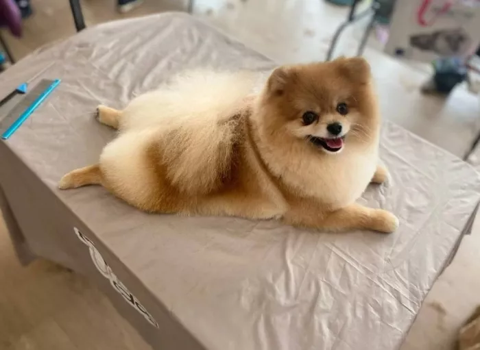 Груминг центр UrbanDog