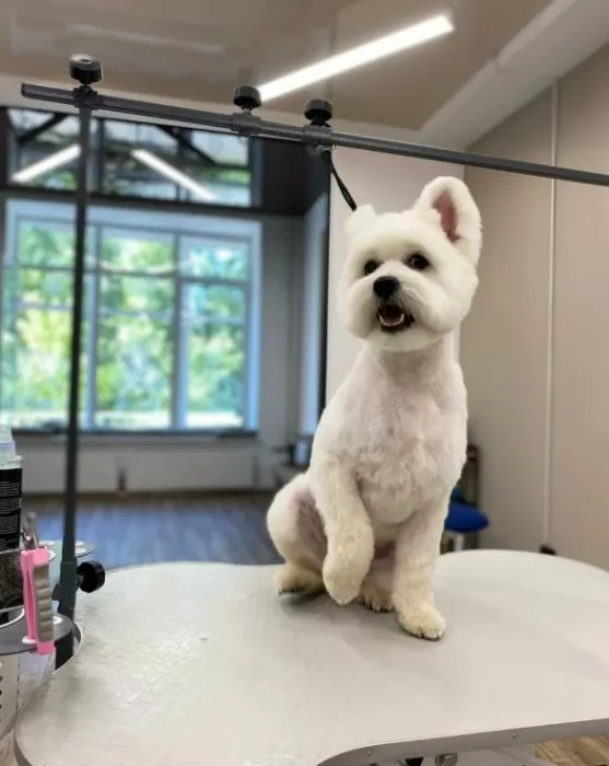 Груминг центр UrbanDog