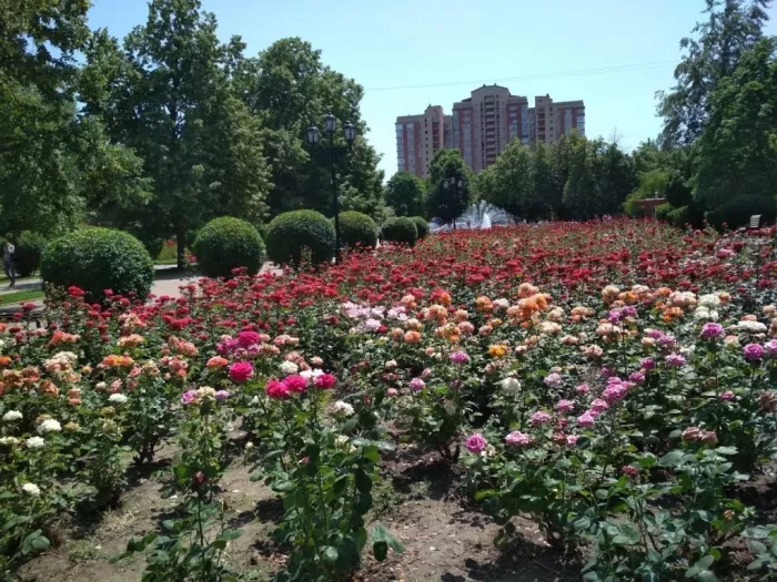 Парк "Аллея Роз"