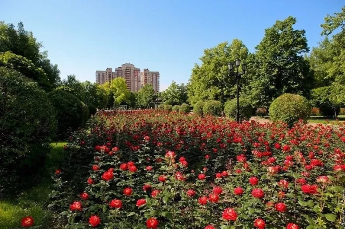 Парк "Аллея Роз"