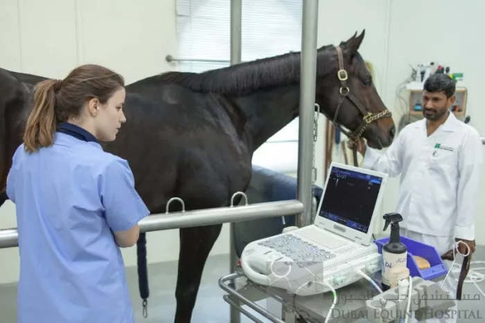 Больница "Dubai Equine Hospital"