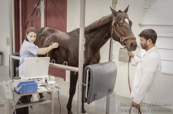 Больница "Dubai Equine Hospital"