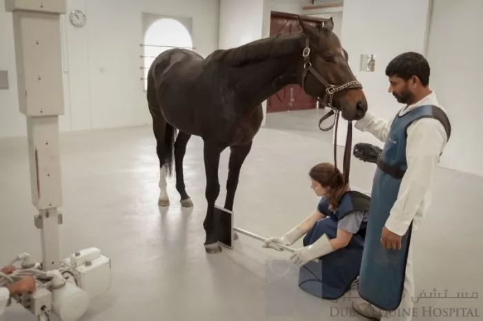 Больница "Dubai Equine Hospital"