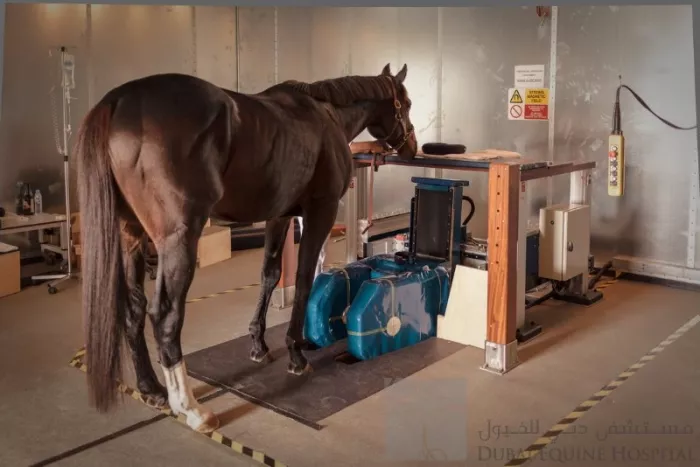 Больница "Dubai Equine Hospital"