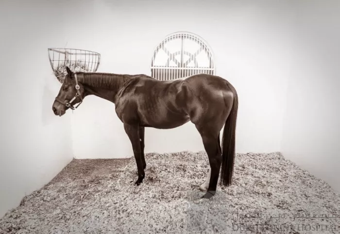 Больница "Dubai Equine Hospital"