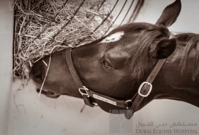 Больница "Dubai Equine Hospital"