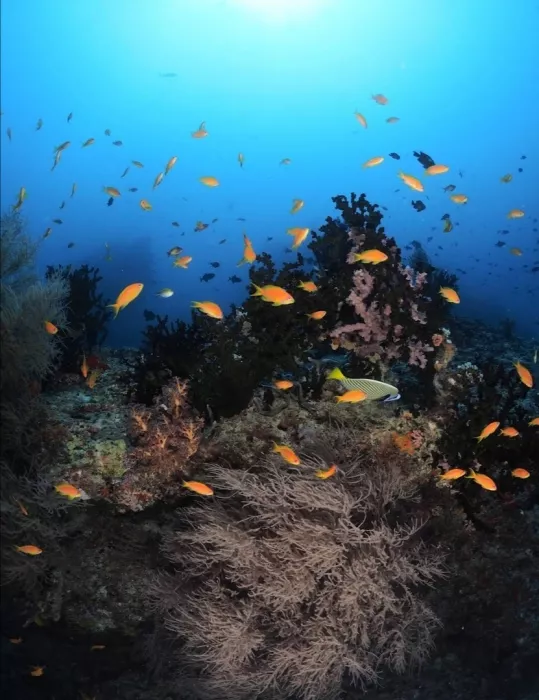 Дайвинг клуб "Euro-Divers Kurumba" (Diving club "Euro-Divers Kurumba")