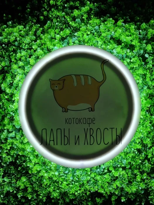 Котокафе "Лапы и Хвосты"