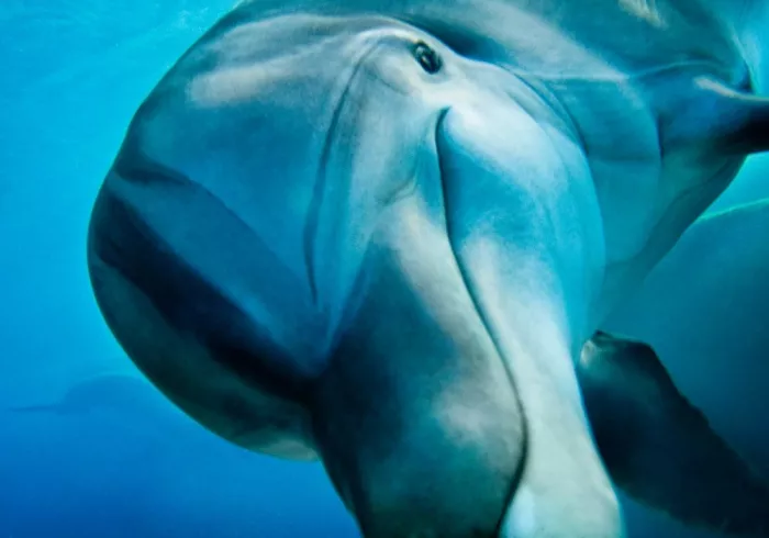 Дельфинарий "Dolphin"