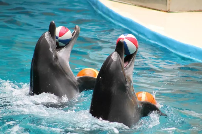 Дельфинарий- "Istanbul Dolphinarium"