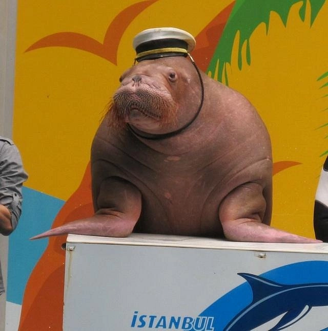 Дельфинарий- "Istanbul Dolphinarium"