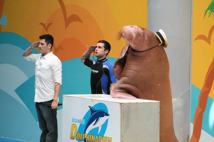 Дельфинарий- "Istanbul Dolphinarium"