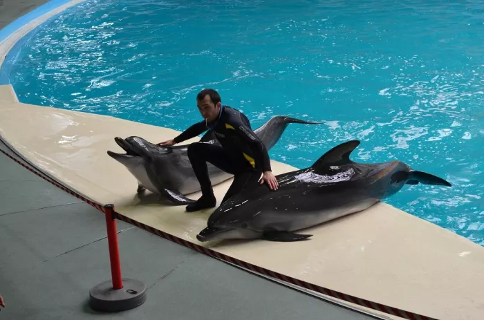 Дельфинарий- "Istanbul Dolphinarium"