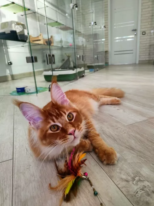 Гостиница для котов "Cat Tsap"