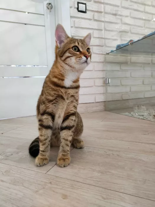 Гостиница для котов "Cat Tsap"