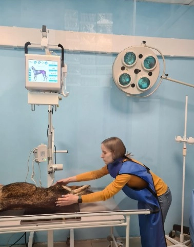 Ветеринарная клиника "ЛефортовоВет".