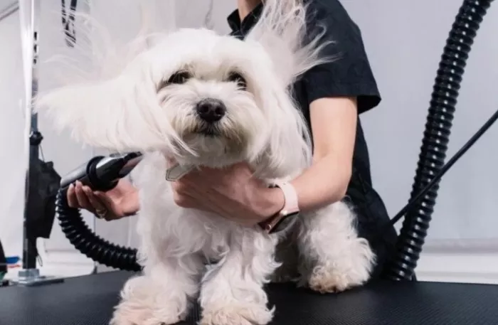 Ветеринарный центр "Doc&Dog".