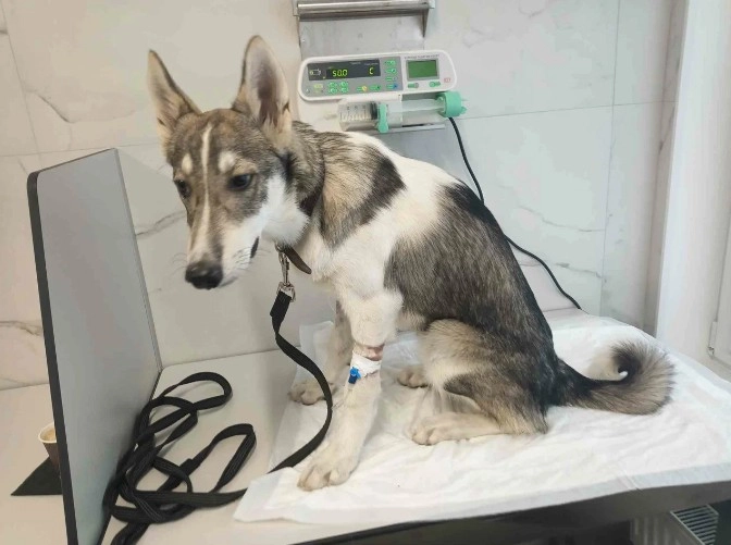 Ветеринарный центр "Doc&Dog".