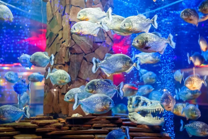 Океанариум "OCEAN PARK"