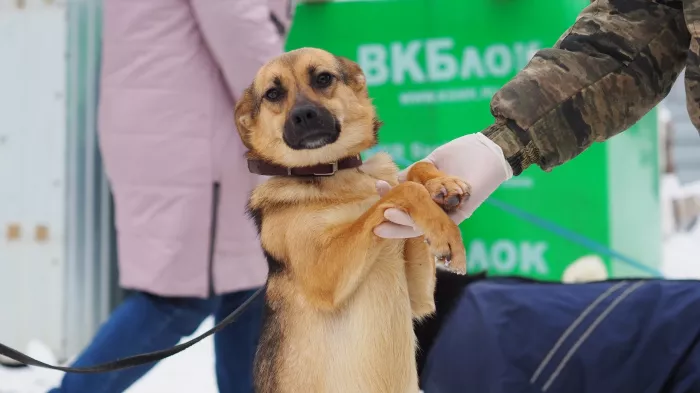 Приют для пострадавших животных "Краснодог".