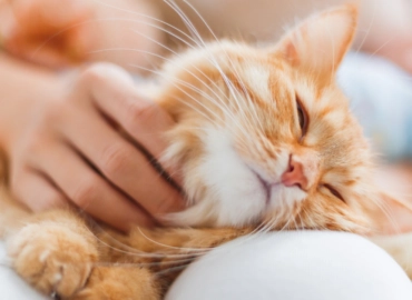 Антикафе "The Cat Cafe".
