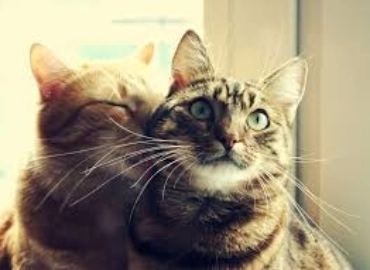 Антикафе "The Cat Cafe".
