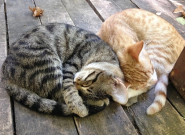 Антикафе "The Cat Cafe".