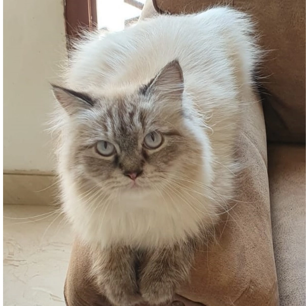 Антикафе "The Cat Cafe".