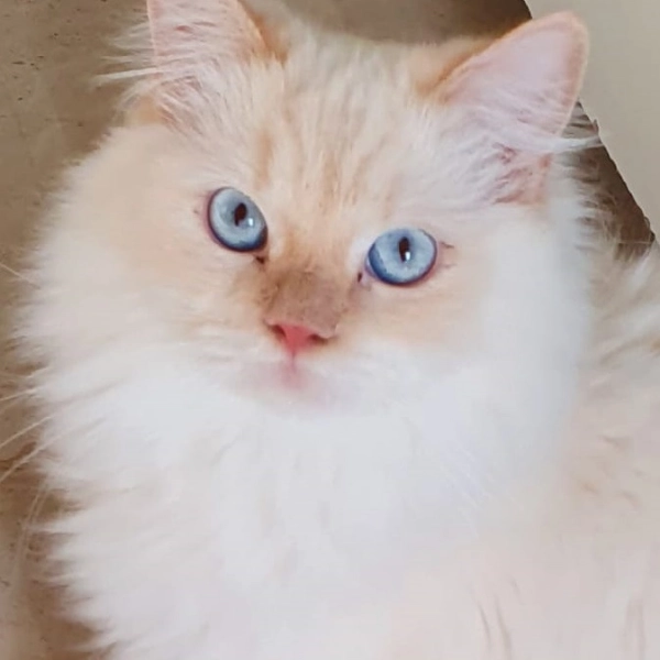 Антикафе "The Cat Cafe".