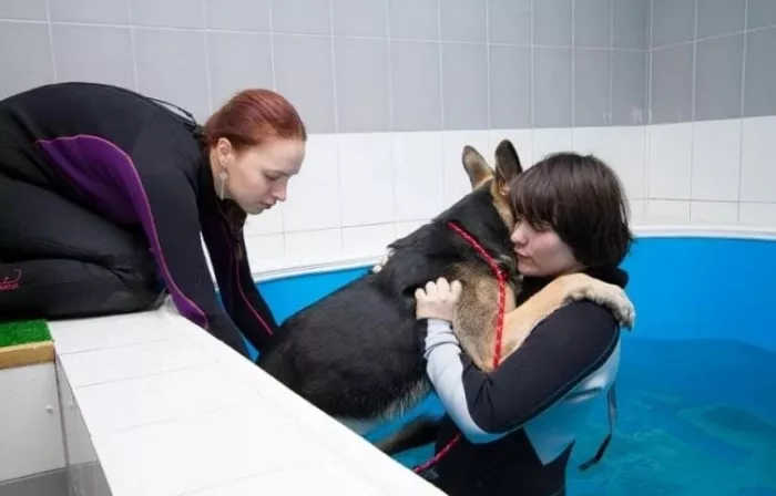 Ветеринарный центр здоровья и реабилитации животных "Зоостатус" .