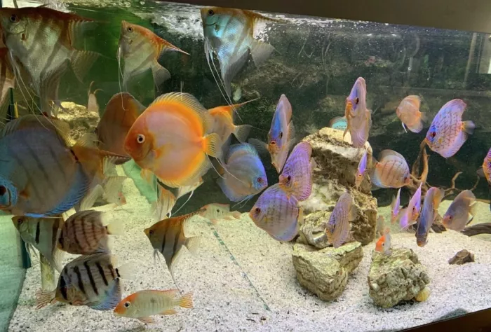 Public Aquarium and Tropicarium Belgrade