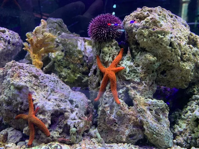 Public Aquarium and Tropicarium Belgrade