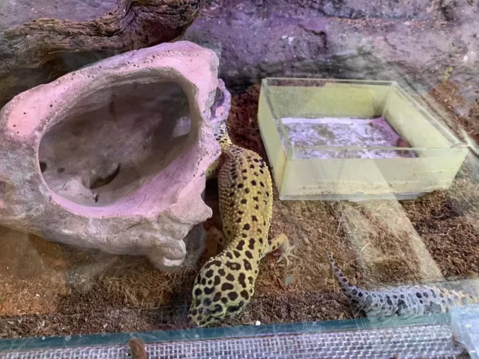 Public Aquarium and Tropicarium Belgrade