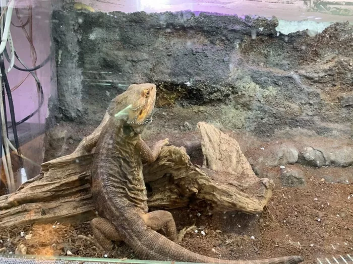 Public Aquarium and Tropicarium Belgrade