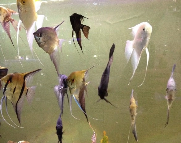 Public Aquarium and Tropicarium Belgrade