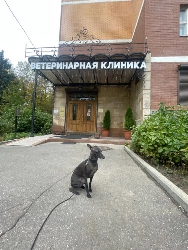 Ветеринарная клиника "В добрые руки" .