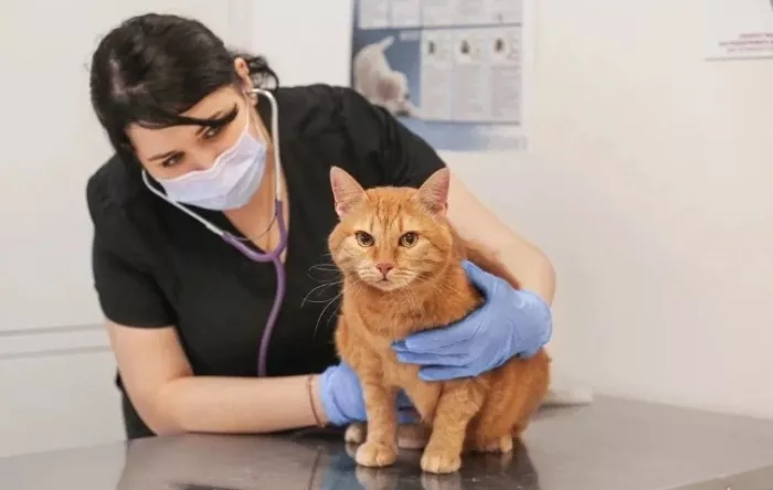 Ветеринарный центр "PetsVet" .