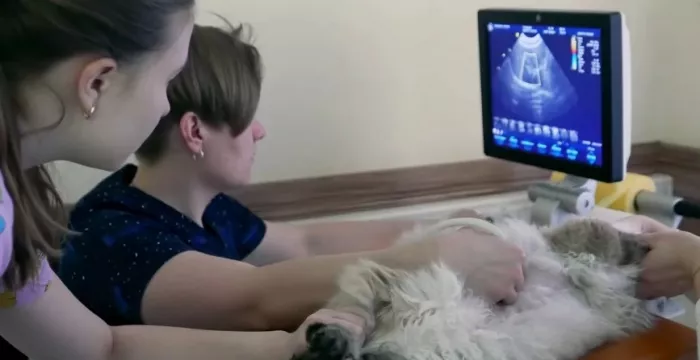 Ветеринарный центр "Созвездие".