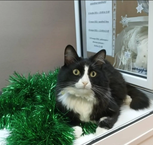 Ветеринарная клиника "Котофеич".