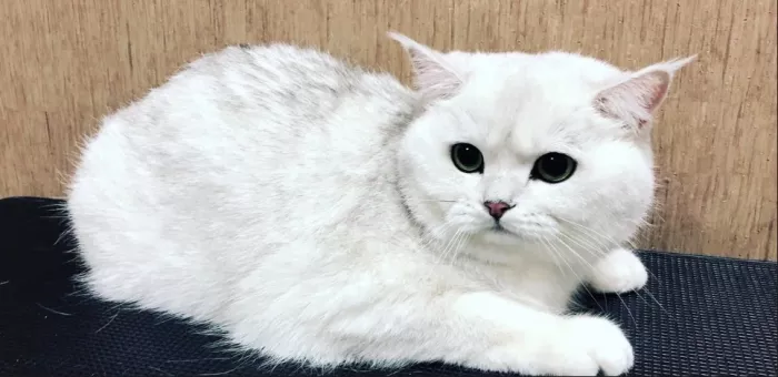 Ветеринарная клиника "Чеширский кот".