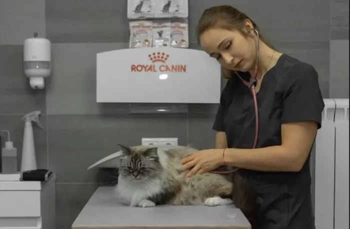 Ветеринарная клиника "CatWell" .