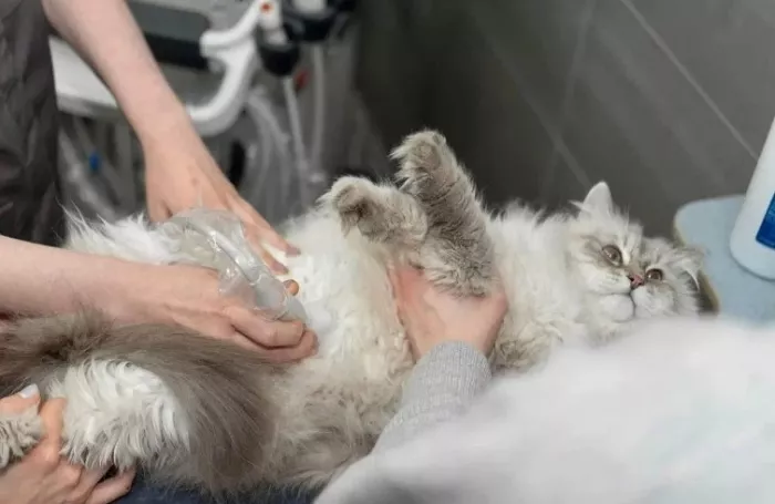 Ветеринарная клиника "CatWell" .
