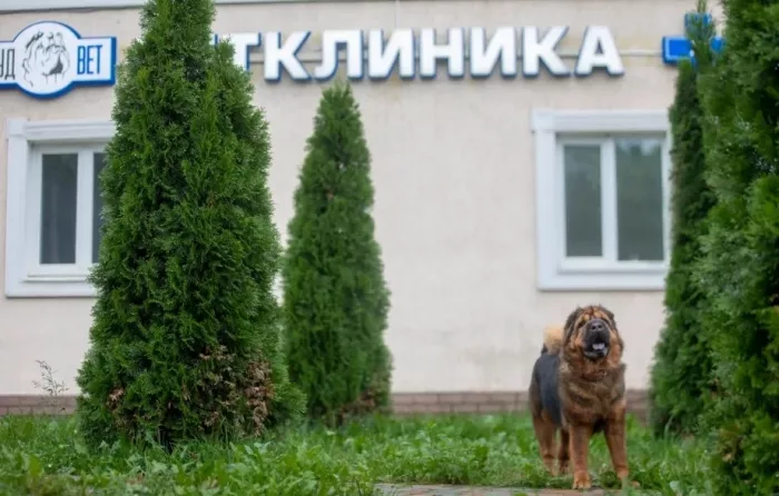 Ветеринарная клиника "Гуд Вет" .