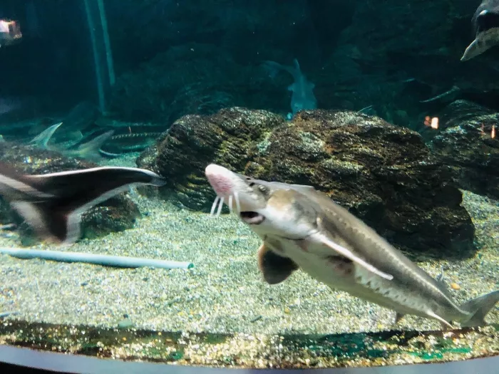 Океанариум "Sochi Discovery World Aquarium".