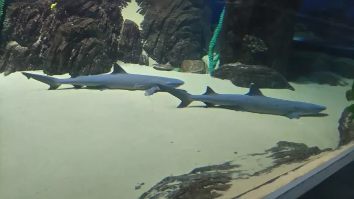 Океанариум "Sochi Discovery World Aquarium".
