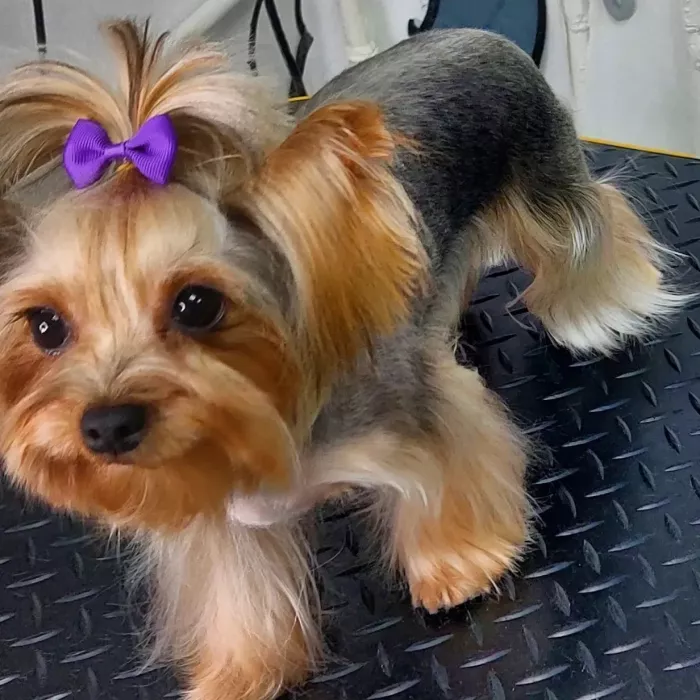 Зоосалон "Fancy pets groom".