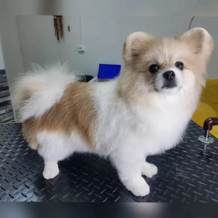 Зоосалон "Fancy pets groom".