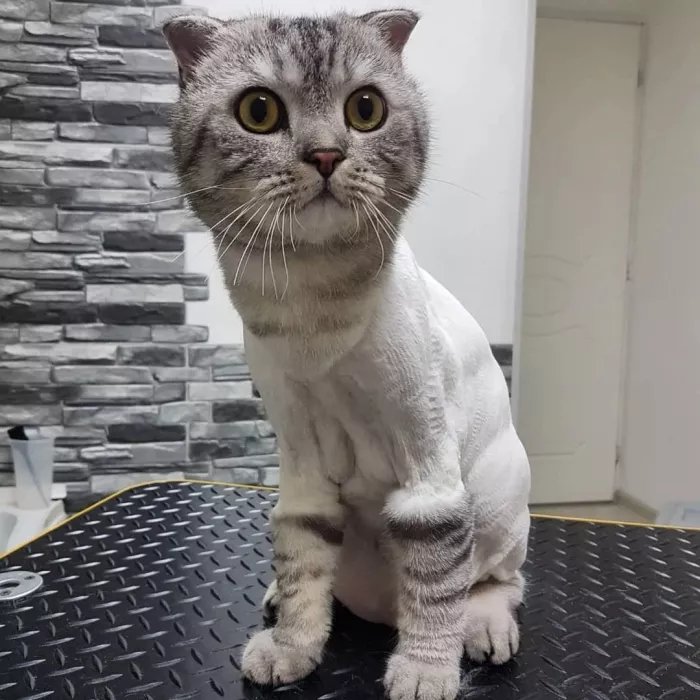 Зоосалон "Fancy pets groom".