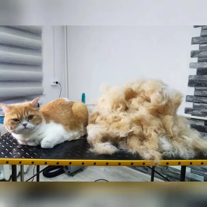 Зоосалон "Fancy pets groom".